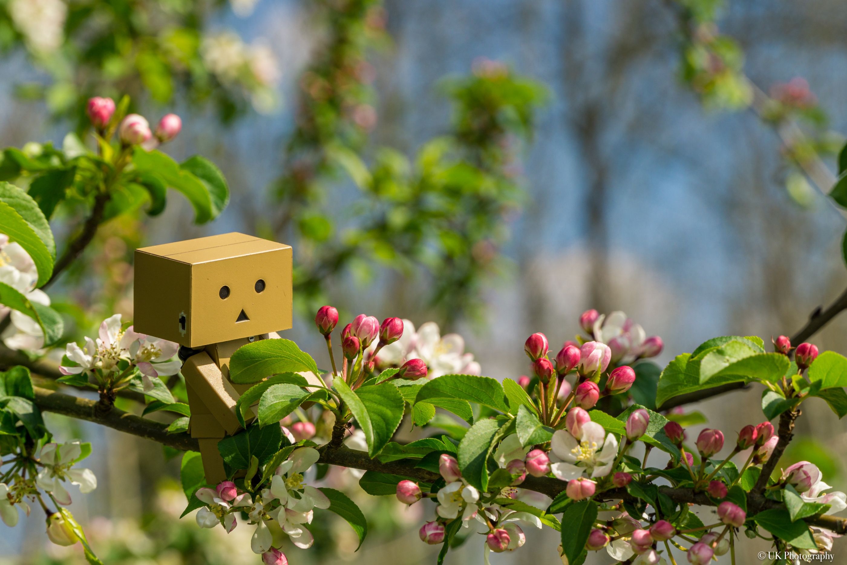 Danbo in den Blüten